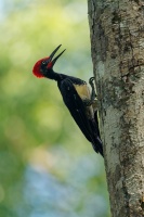 Datel indomalajsky - Dryocopus javensis - White-bellied Woodpecker o0693